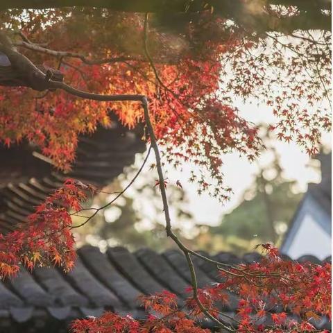 一重山，两重山。 山远天高烟水寒， 相思枫叶丹。 菊花开，菊花残。 塞雁高飞人未还， 一帘风月闲。