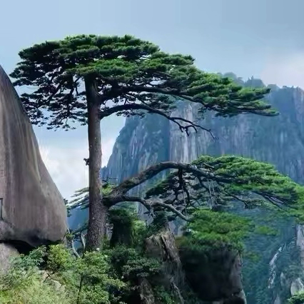 安徽行～黄山篇