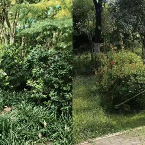 绿化工人修剪忙，扮靓环境提“颜值”