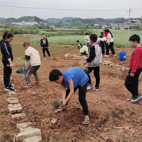 五育并举同发展，劳动实践促成长——中江县玉兴镇中心学校捲洞分校开展劳动教育实践活动纪实