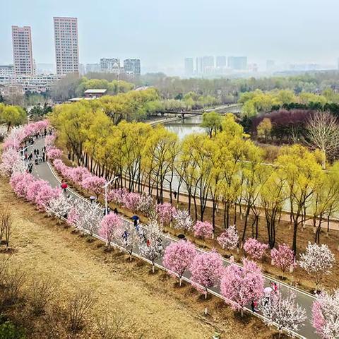 伊通河上，杏花美翻了，不应错过的风景