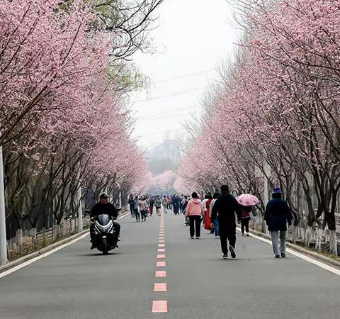 又是一年杏花季，最美的色彩属于你