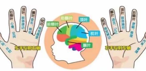 司蒂姆：十指对应大脑的不同区域