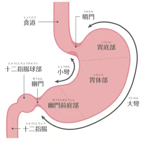 揭露萎缩性胃炎的真面目