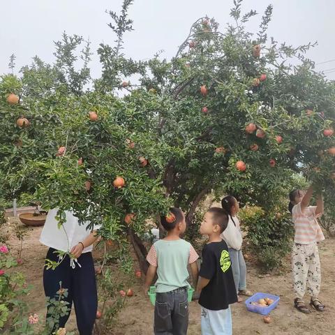 五龙口镇河头幼儿园：金秋时节果飘香，垂髫小儿采摘忙