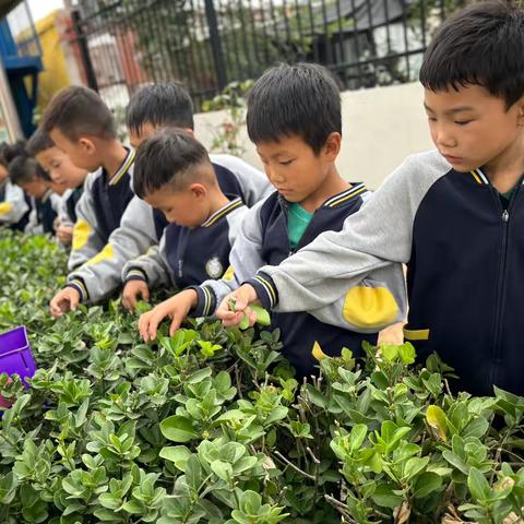 西堡幼教韩寨小学附属幼儿园《树叶画》