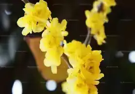 凌寒斗雪不争春