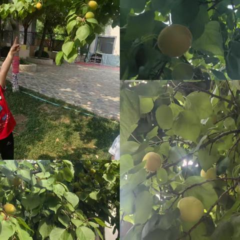 中二班 班本课程《幼儿园植物科普册》阶段分享篇——《发现日记3》