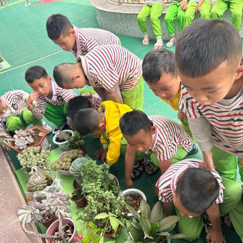 勐遮六一幼儿园大（4）班“植物角”观察活动