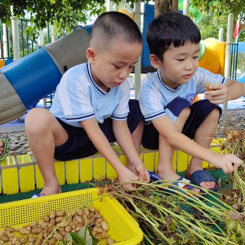 好事“花”生—琼海市潭门镇中心幼儿园中三班种植记