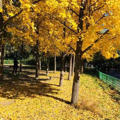 🍂菁菁班周末家话——【与最棒的你邂逅秋天的浪漫】