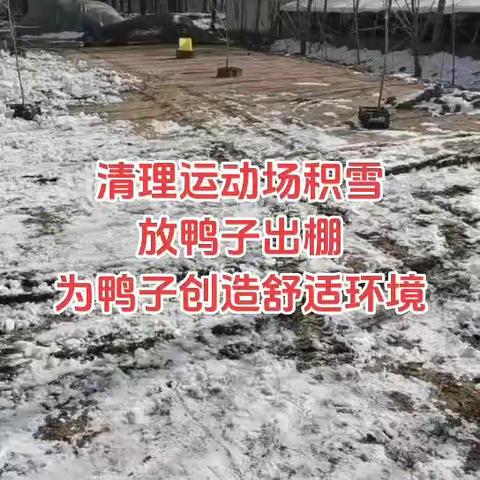 清理运动场积雪，及时放鸭子出棚。