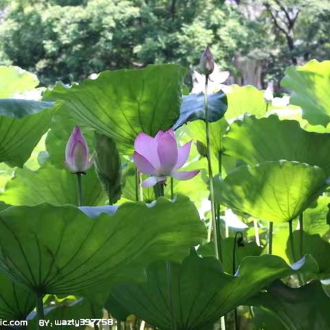 友谊大街小学一年级8班：愿做那呵护成长的一朵午荷