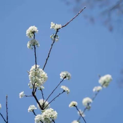 春日邀相见 携手育花开——家长开放日邀请函