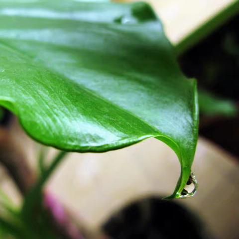 【滴水观音】 文/书毅