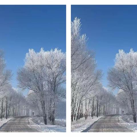 在这幅冬日的画卷中，一条乡村道路静静地蜿蜒，如同时光中的一条银色丝带。两旁的树木挺拔而庄严，枝桠被冬季的精灵们慷慨地点缀以霜花，它们如同玉雕般细腻，每一片冰晶都在晨光中闪耀，散发出星星般的光芒。