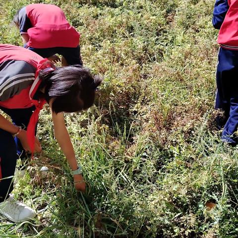 薪火传童心—库尔勒市第十一小学开展“劳动淬炼成长，实践创造幸福”劳动实践活动