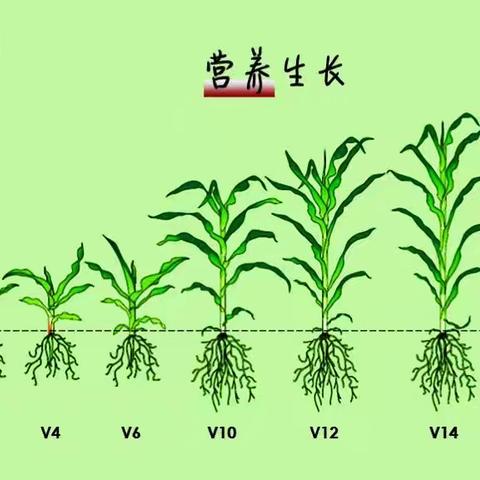 【京业农业】 玉米生长的三个阶段及管理要点