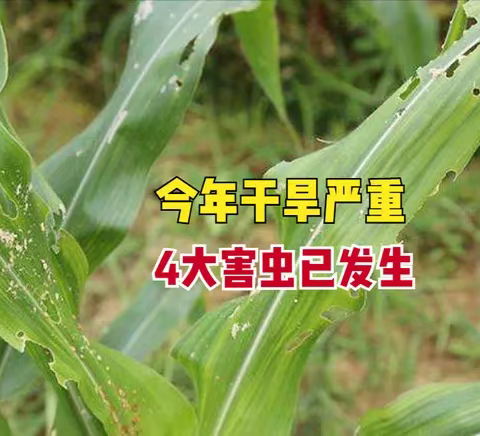 【京业农业技术栏目】 “旱生虫，涝生病”，今年天气干旱重，玉米4大害虫已发生，及早防治