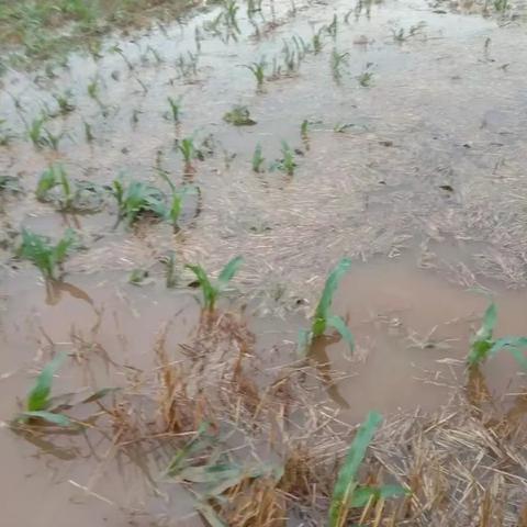 【京业农业技术栏目】 水淹后的玉米如何进行补救； 玉米水淹，如何管理？