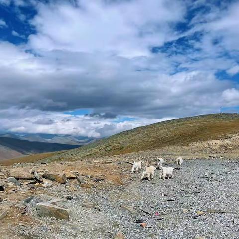 江山盛景，岁月流金 地生组精英们的暑假生活