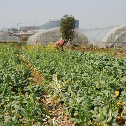 父亲的白萝卜，藏着最暖的年味儿