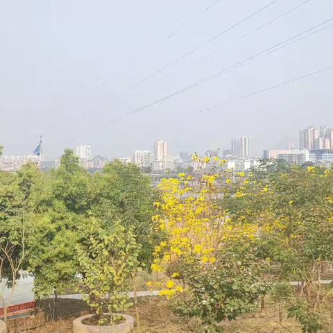 龙锰倾心打造的城市花园，历经风雨开出了盛世容颜