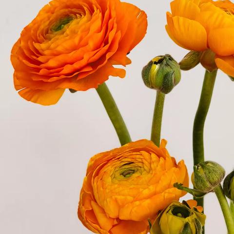 捕捉自然之美：橙色毛茛花的优雅绽放