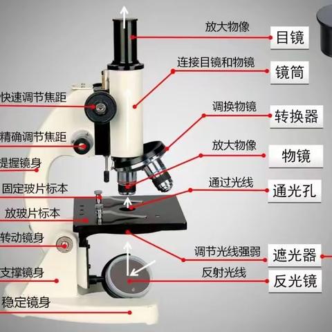 以赛促学 “镜”彩纷呈 ——冀英中学第二届显微镜操作与技能大赛