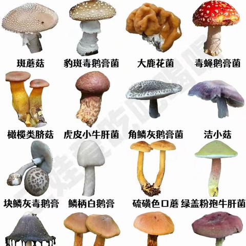 【卫生保健】海勃湾区第二幼儿园——预防食用野生菌中毒﻿健康知识