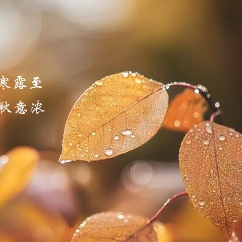 【卫生保健】海勃湾区第二幼儿园——秋风飒飒寒露至 传统文化应早知