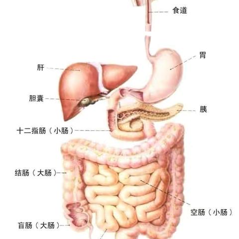 肠梗阻的健康宣教