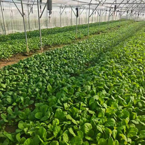 良种送到田间地头 技术惠及种植农户
