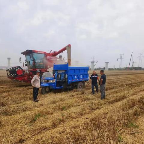 党员干部扎根一线 夏粮抢收颗粒必争——鹿苑街道分秒必争打赢夏收攻坚战