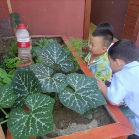 晨玺幼儿园5.20小三班班级日记