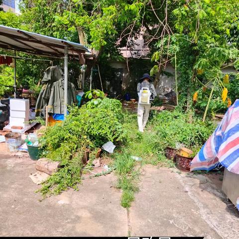 2025年7月29日人民街道病媒生物防制工作日志