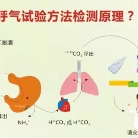 碳十四呼气试验