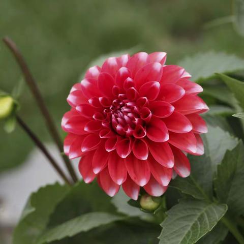 姹紫嫣红大丽花