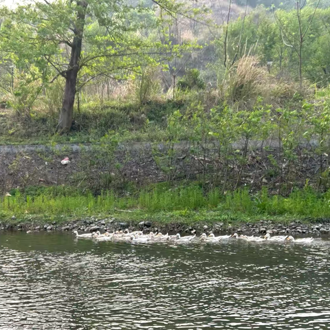 春日踏青行，共赴吴山好时光 ‍ ———记高二政史组春游