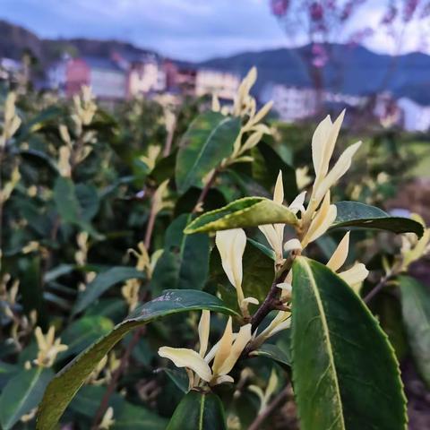 百花开来好春光，一年一季采茶忙