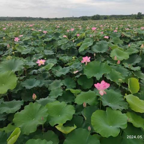 荷花绽放美如画 夏日赏荷正当时……