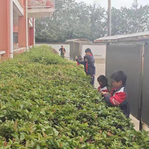 西庙小学———劳动让校园更美好