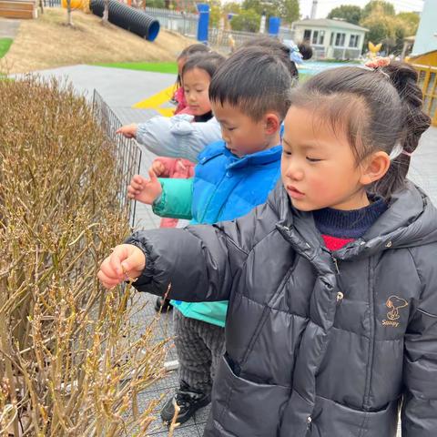 「自然学习场」探秘连翘花