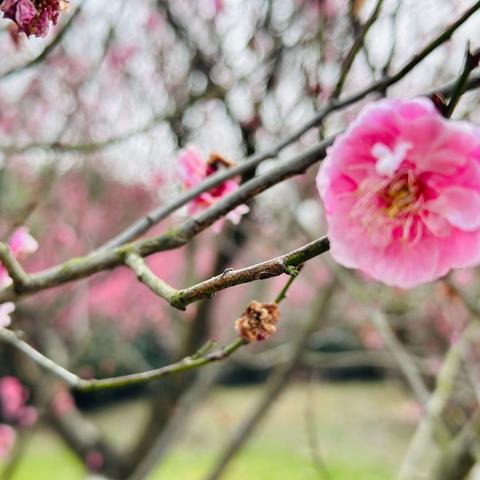 “认养一棵树，寄语一片情”——培训中心第四幼儿园大二班树木认养活动