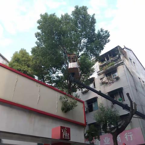 社区树木修剪：打造整洁美观的居住环境