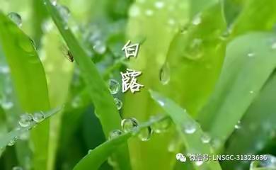 白露/二十四节气