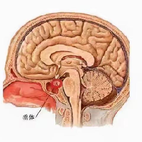 什么是脑垂体瘤？