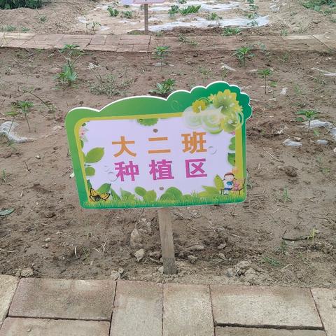 《乐享种植园  劳动助成长》 第三机关幼儿园大二班