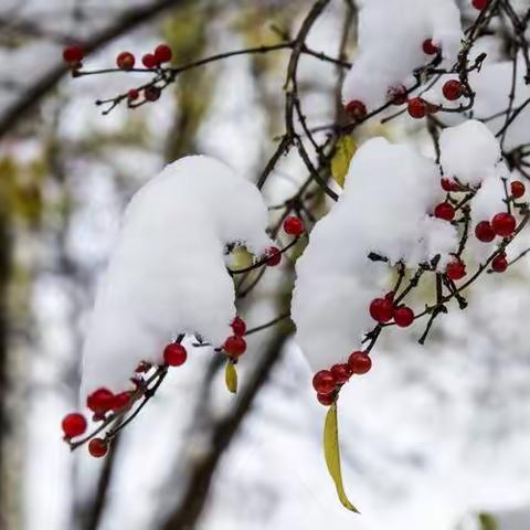 冬日暖心，扫雪我先行