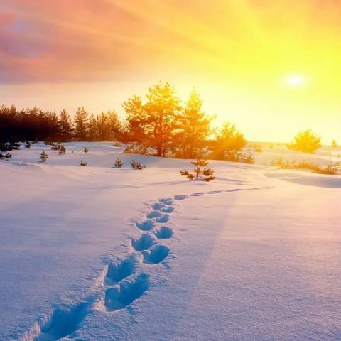 昔去雪如花，今来花似雪